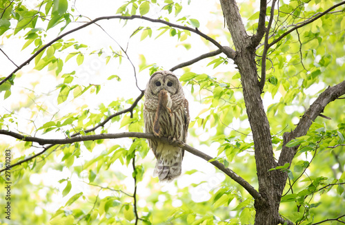 Barred owl (Strix varia) perched on a branch with a freshly caught red squirrel in Spring