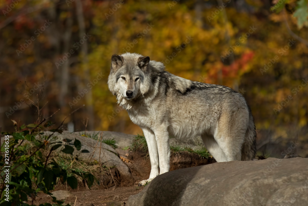 A lone Timber wolf or Grey Wolf Canis lupus standing on a rocky cliff on an autumn day in Canada