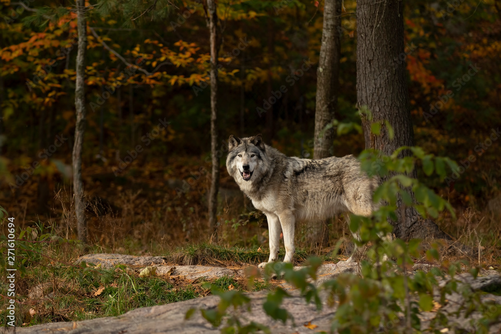 A lone Timber wolf or Grey Wolf Canis lupus standing on a rocky cliff on an autumn day in Canada