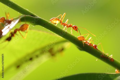 Small ants (Oecophylla smaragdina) climbing on branches. © Passakorn