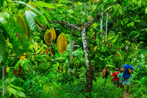 Oreba organic cacao, Oeste Arriba River, Ngabe Ethnic Group, Bocas del Toro Province, Panama, Central America, America photo