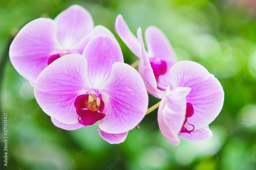 Violet orchid with green leaf background Violet orchid with green leaf background