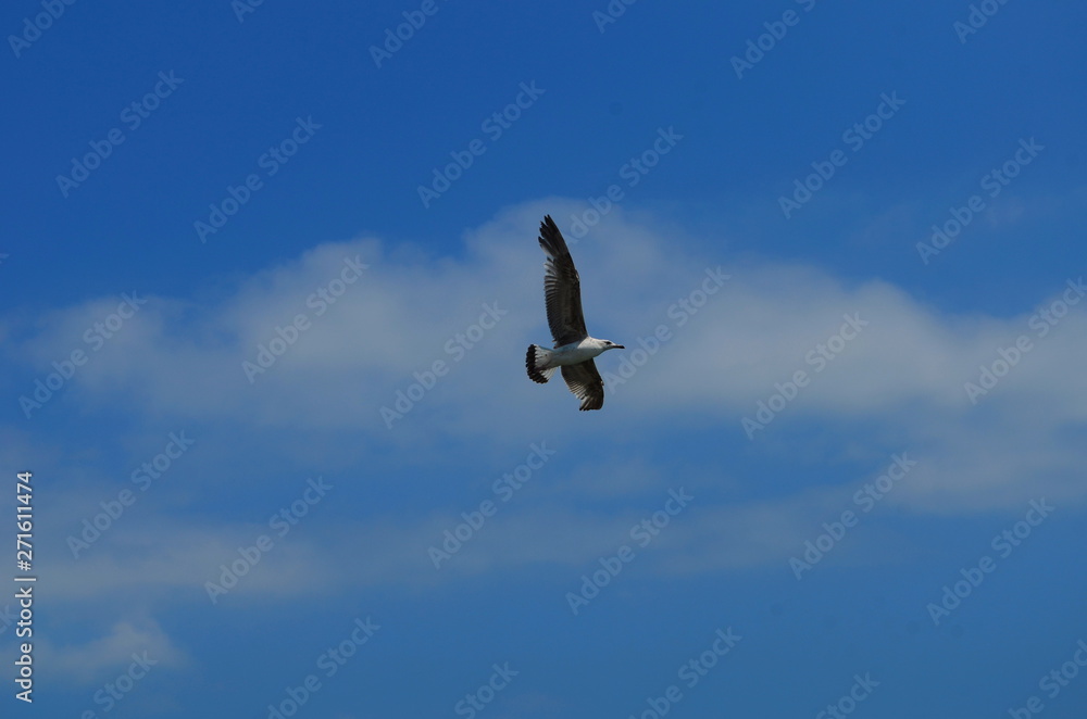 gull flying in the blue with white clouds sky gull flying in the blue with white clouds sky