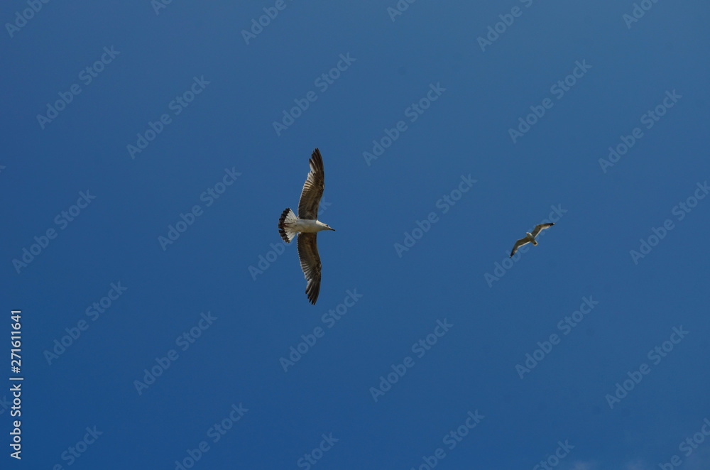 gull flying in the blue with white clouds sky gull flying in the blue with white clouds sky