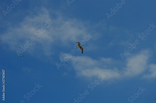 gull flying in the blue with white clouds sky