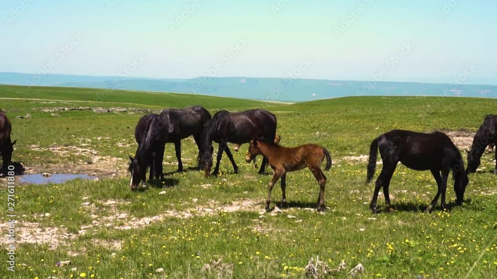 horses eat grass and drink water in a field in nature horses eat grass and drink water in a field in nature