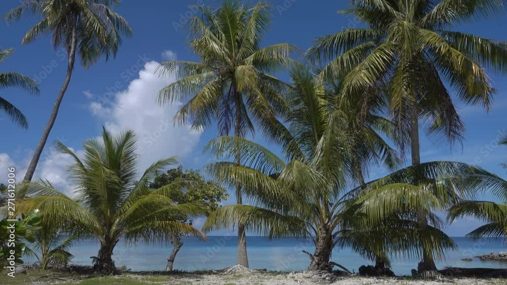 Palm trees, Fakarava Island Atoll, French Polynesia Palm trees, Fakarava Island Atoll, French Polynesia