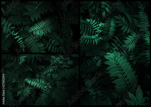 Collage  composition of photos of fresh tropical leaves. Background made with young green fern leaves. Dark and moody feel. Concept for design. Flat lay  low-key lighting.