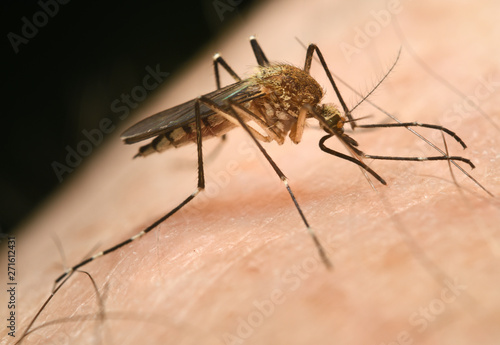 Close up of a female Mosquito Culex pipiens puncturing human skin with needle like proboscis to suck out a blood meal