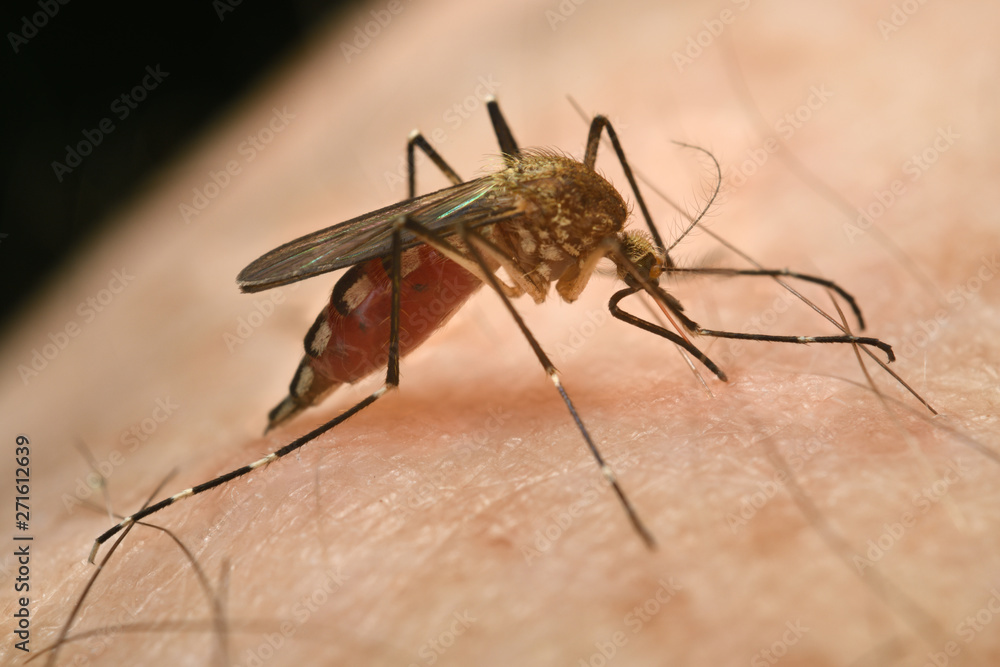 Close up of a female Mosquito Culex pipiens with abdomen engorged with a blood meal by puncturing human skin with needle like proboscis Close up of a female Mosquito Culex pipiens with abdomen engorged with a blood meal by puncturing human skin with needle like proboscis