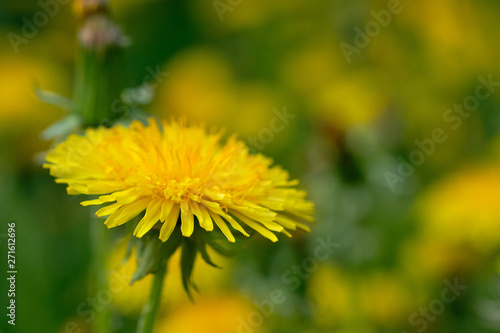 Yellow dandelions on sunny field spring flowers blossom.