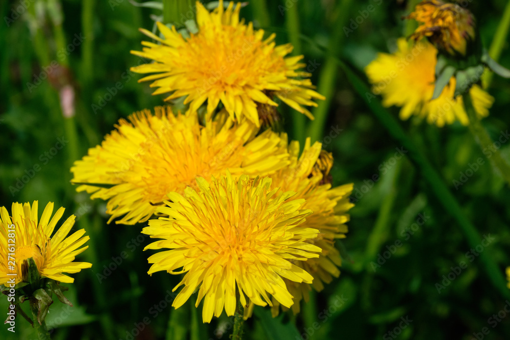 Yellow dandelions on sunny field spring flowers blossom. Yellow dandelions on sunny field spring flowers blossom.