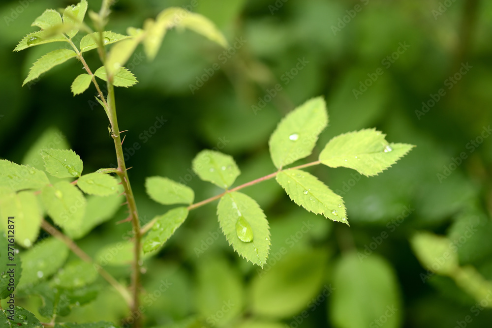 Drops of water on the leaves of wild rose after the rain close up