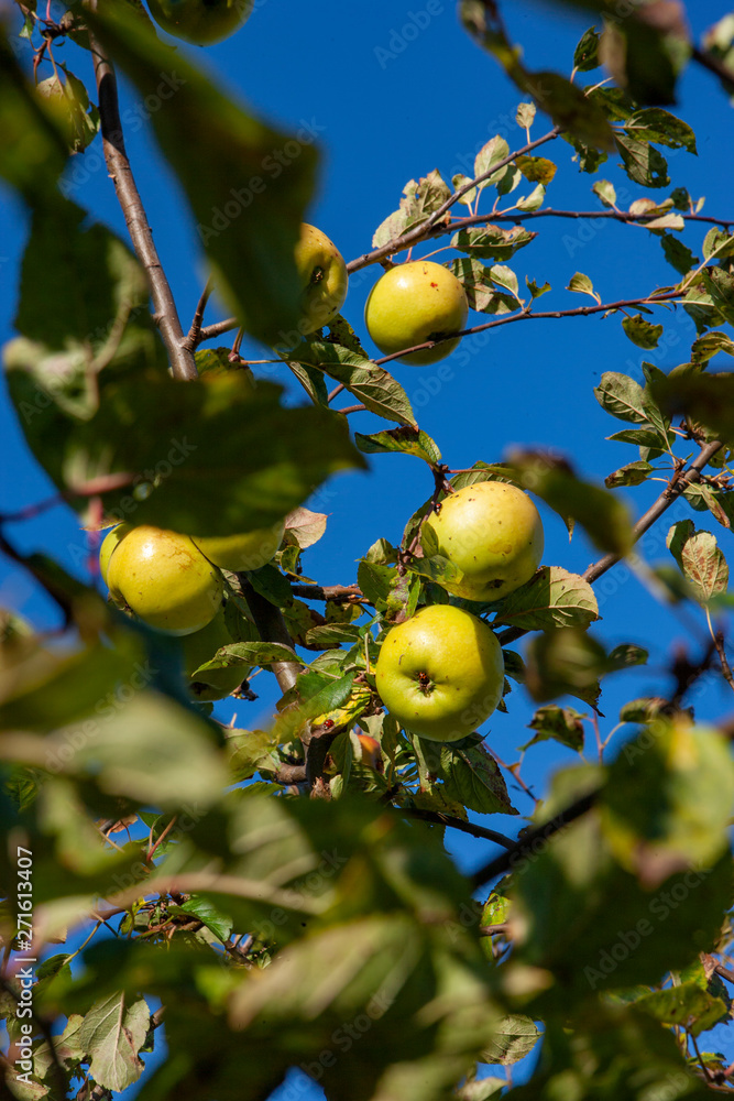 Apples on the tree. . Orchard