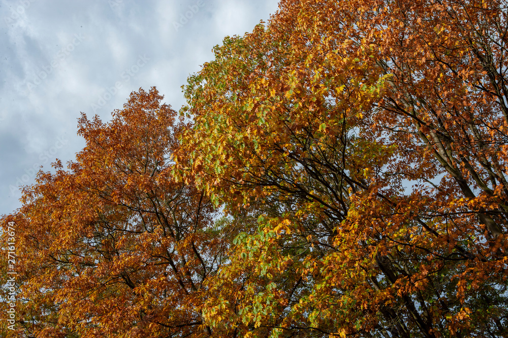 Autumn. Fall. colors tree Autumn. Fall. colors tree