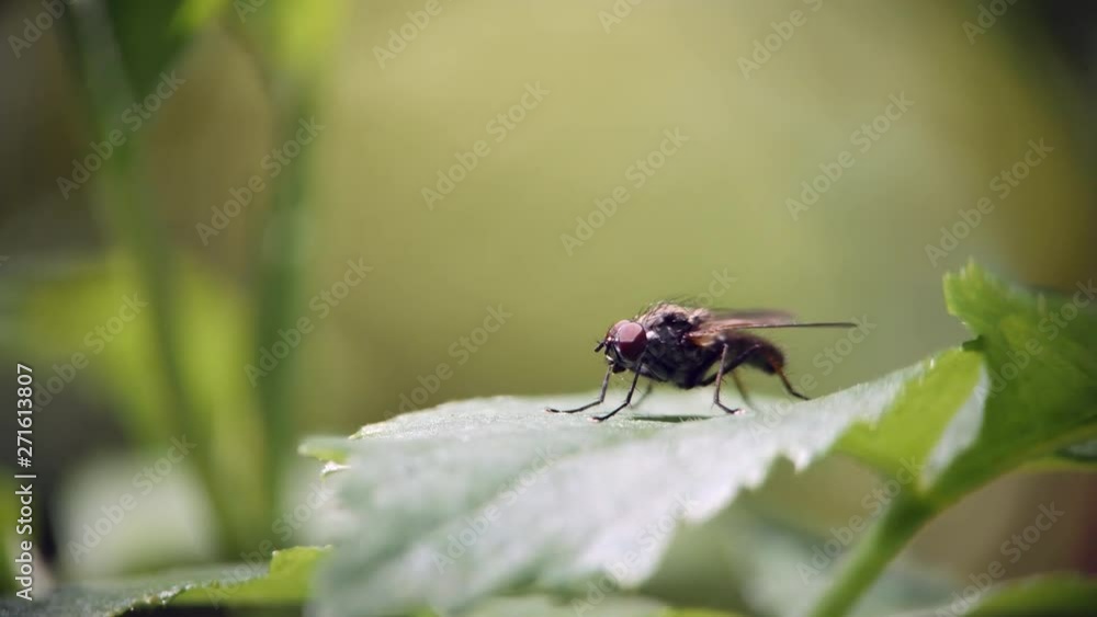 A fly sits on a green leaf of grass and washes A fly sits on a green leaf of grass and washes