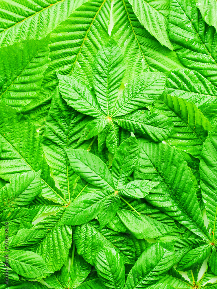 Horse chestnut on white Horse chestnut on white