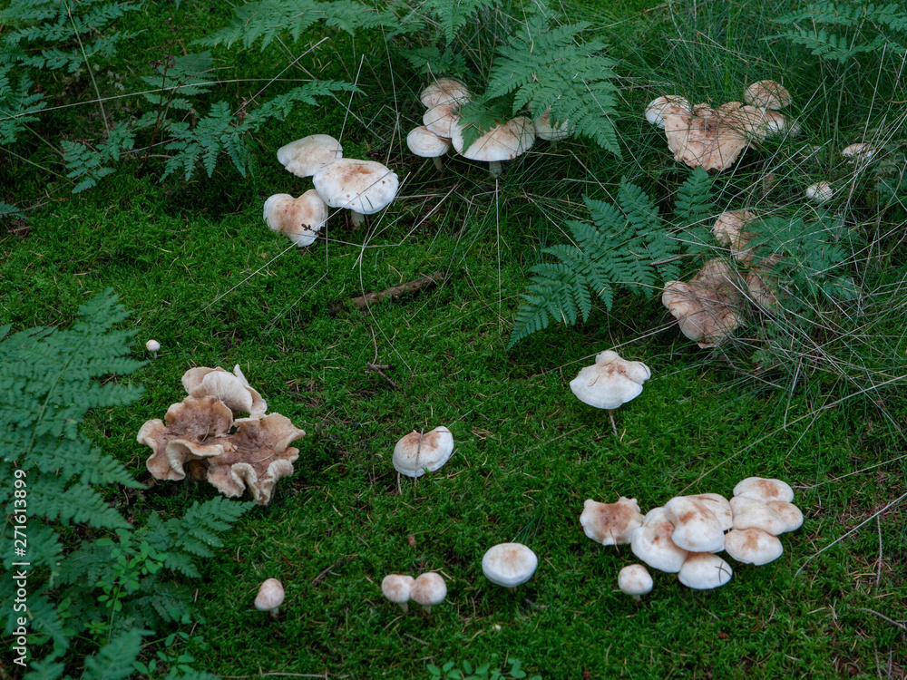 Netherlands Echten drente. Mushrooms in the forest Netherlands Echten drente. Mushrooms in the forest