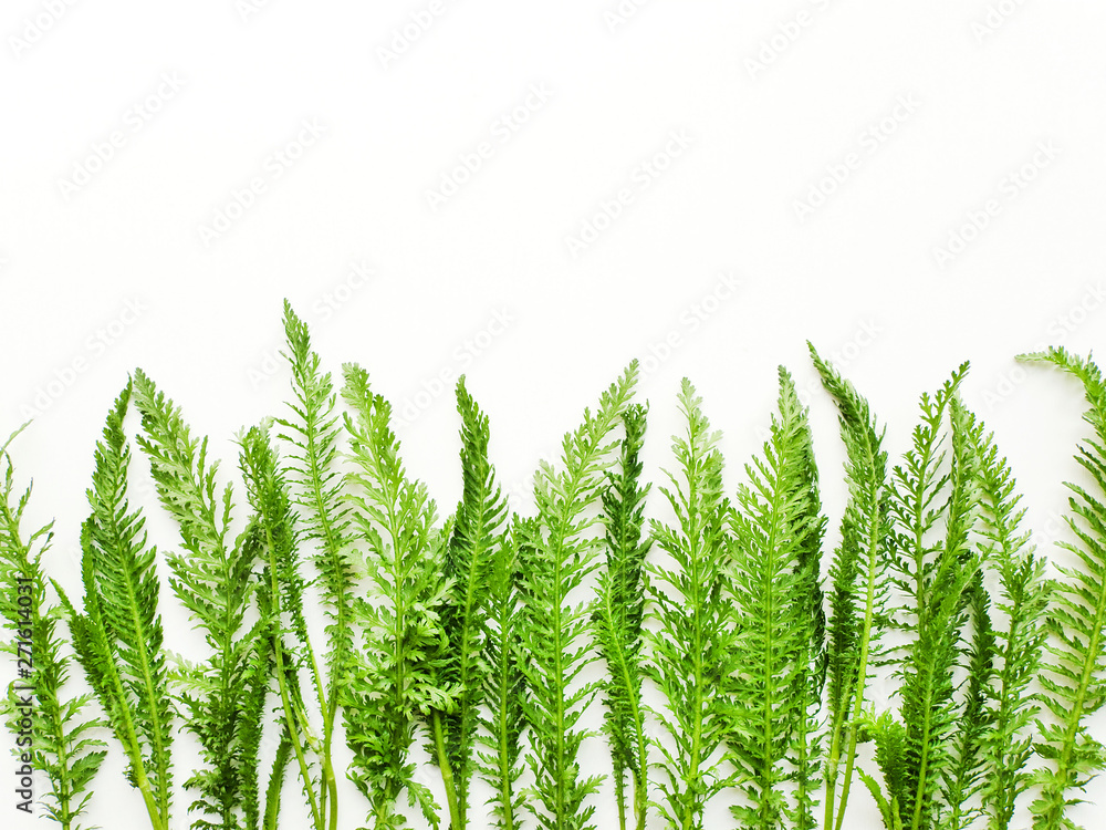 Yarrow on white Yarrow on white