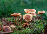 Netherlands Echten drente. Mushrooms in the forest