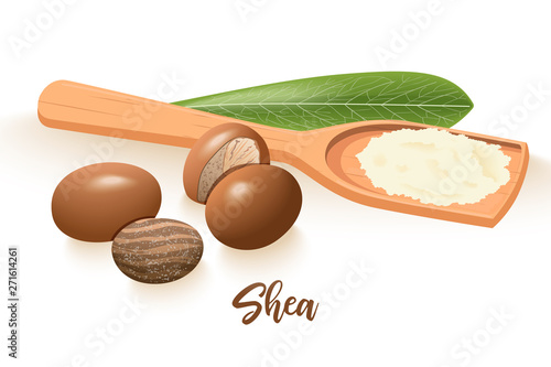 Ripe shea nuts and leaf. shi tree pods whole and cracked. Vitellaria paradoxa. Card template copy space.