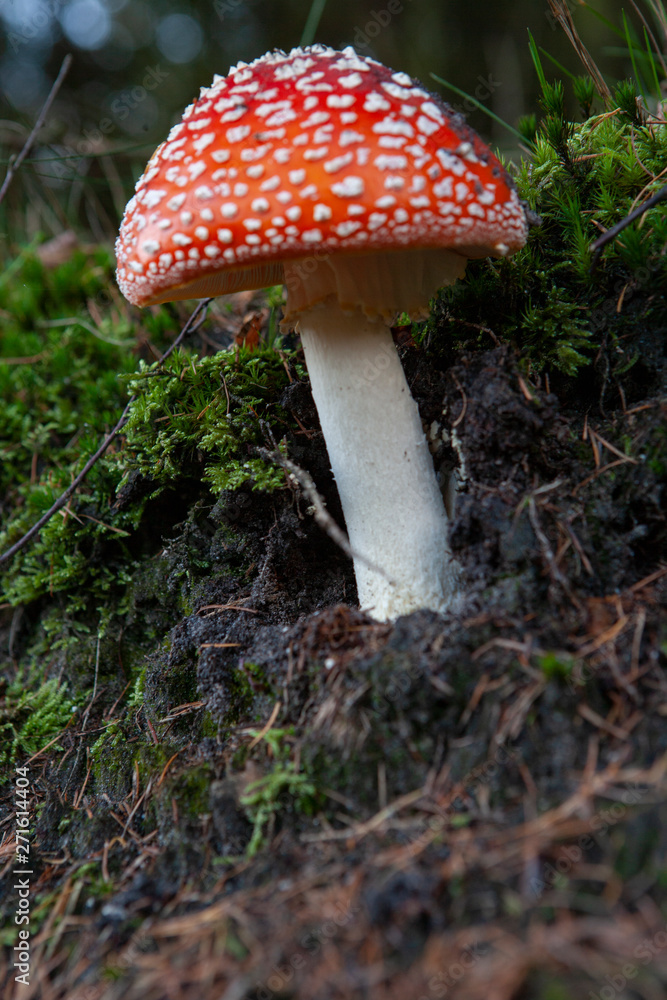 Netherlands Echten drente. Mushrooms in the forest Netherlands Echten drente. Mushrooms in the forest