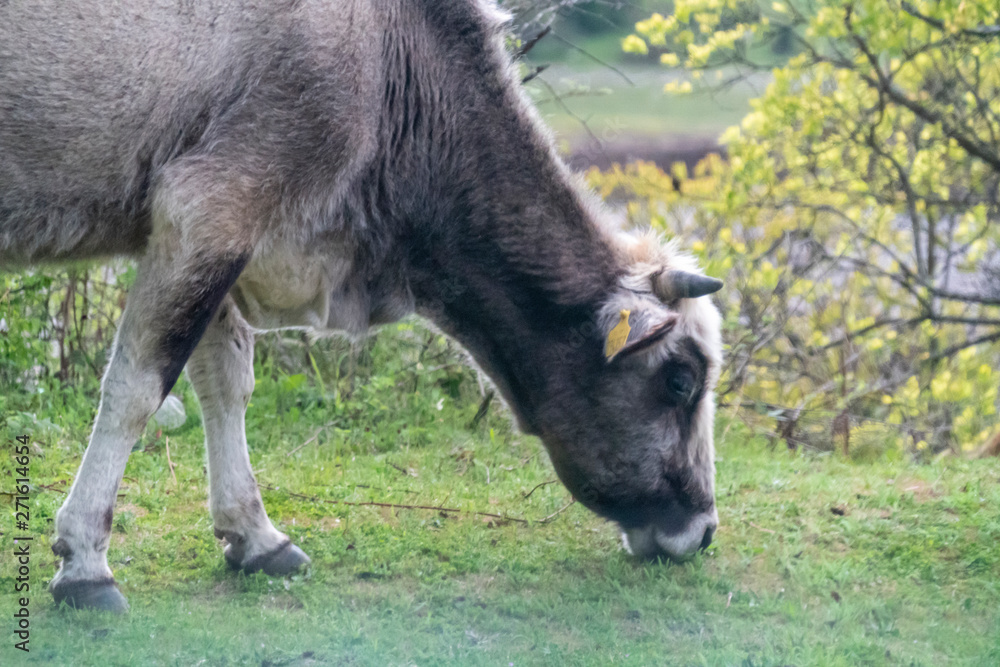 Fototapeta premium Grey cow - Bulgarian cattle breed