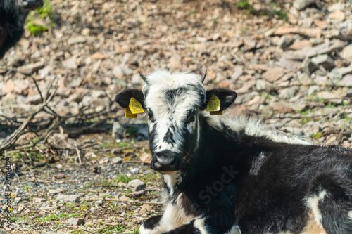 Black-pied cow - bulgarian cattle breed
