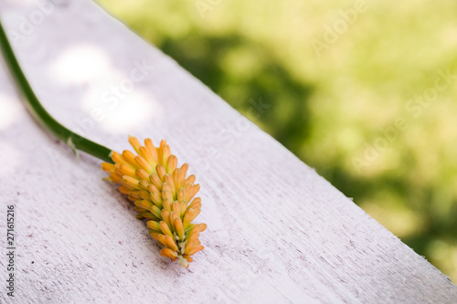 Kniphofia Fackellilie als close up photo