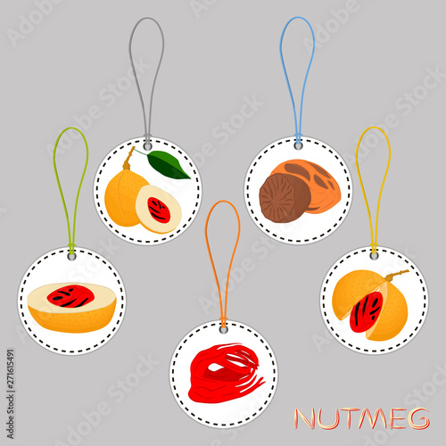 Illustration on theme big set different types spice nutmeg