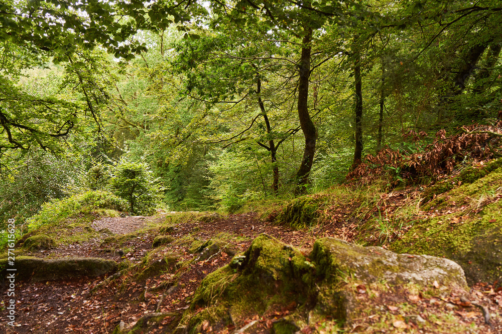 Grüne Wald Landschaft in Huelgoat, Frankreich Grüne Wald Landschaft in Huelgoat, Frankreich