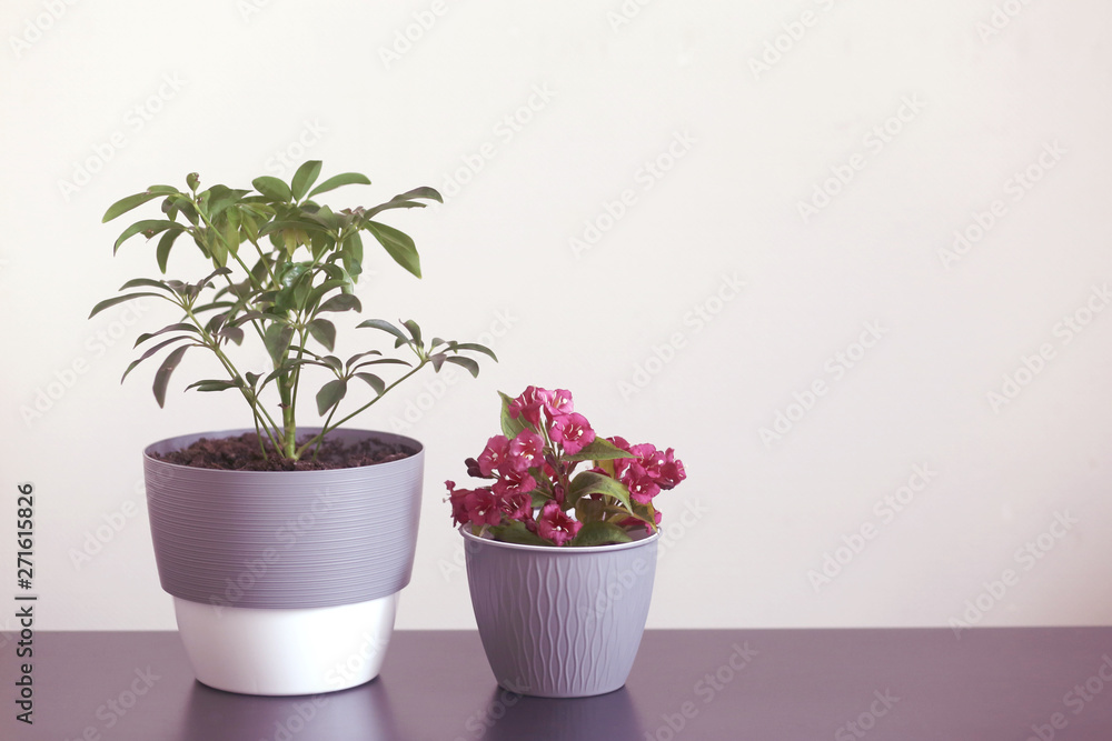 Home plants on the table. Interior and decorative ornaments Home plants on the table. Interior and decorative ornaments