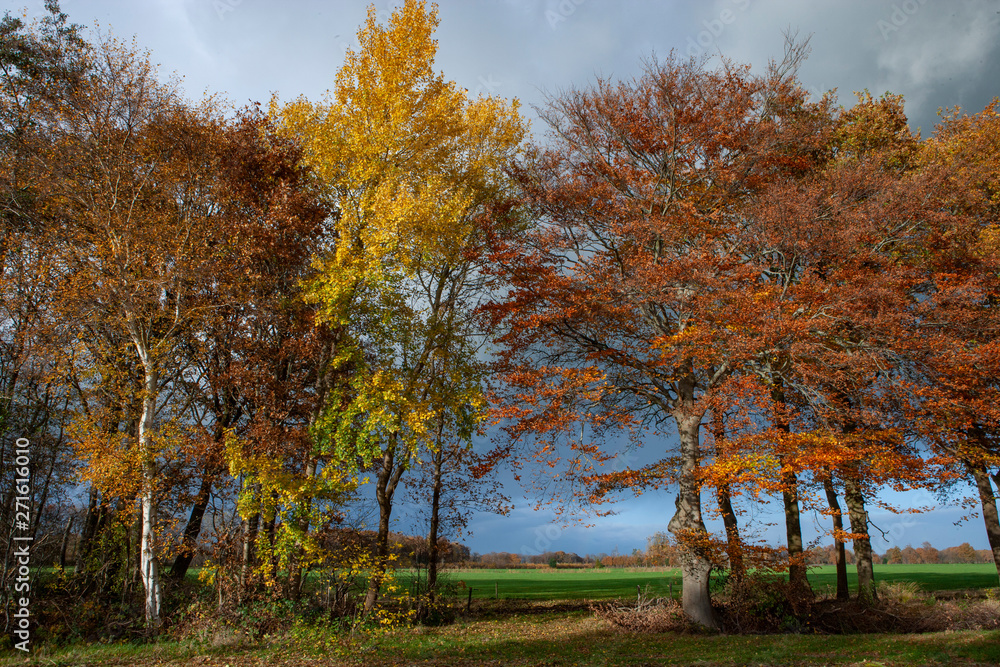 Autumn colors. Fall. Netherlands