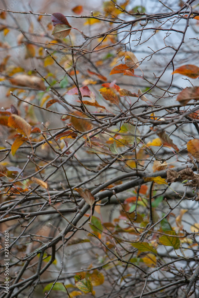 Autumn colors. Fall. Netherlands. Beech leaves Autumn colors. Fall. Netherlands. Beech leaves