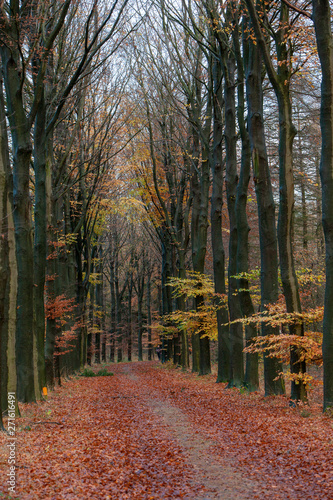 Autumn colors. Fall. Netherlands. Echten drente lane Fores. Beech
