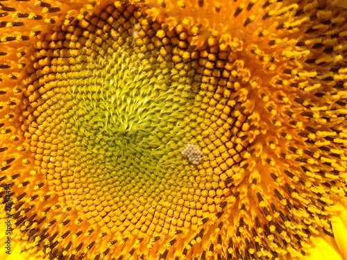 Sunflower  with golden petals. A bee sitting on a flower and collecting nectar. Green leaves as a background.