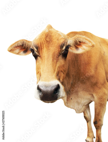 Funny portrait of a yellow cow isolated on white background