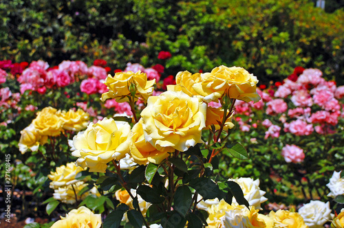 Yellow spring roses