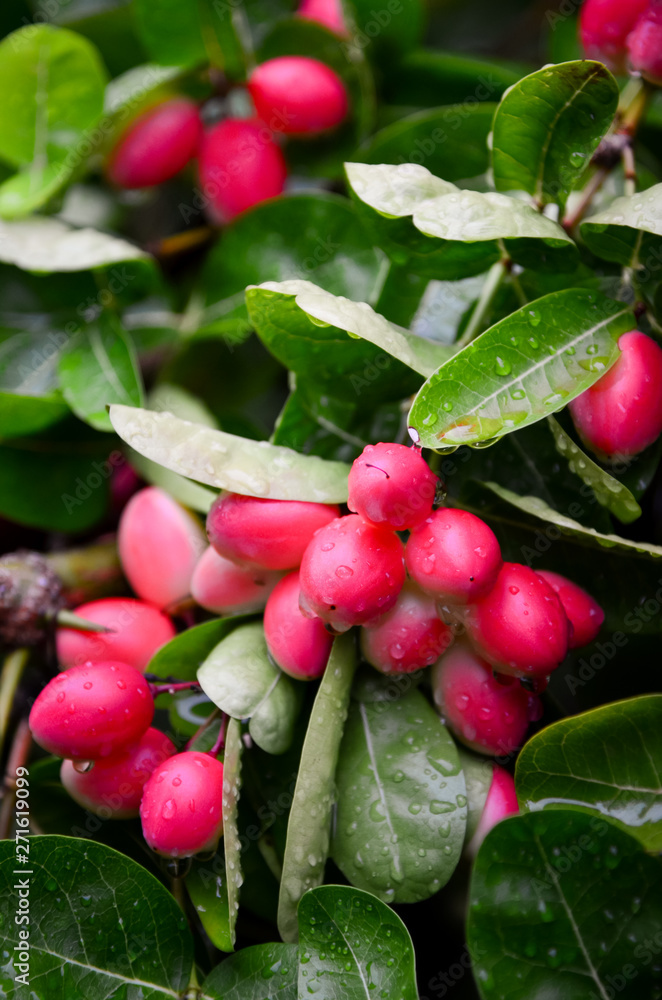 Carunda fruit herb in Thailand Carunda fruit herb in Thailand
