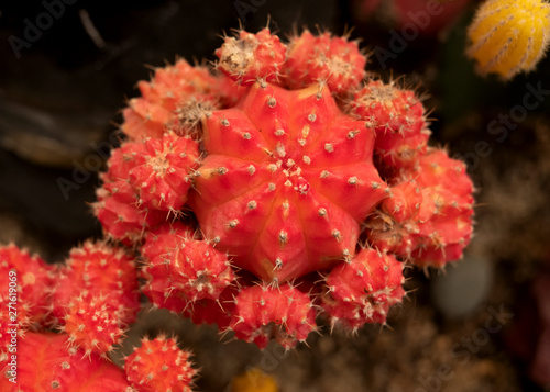 Red yellow moon cactus gymnocalycium mihanovichii. Closeup prickly cactus spines. succulent plant