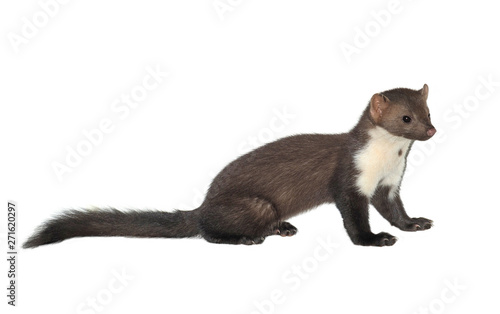 Stone marten or Beech marten (Martes foina), isolated on White background photo