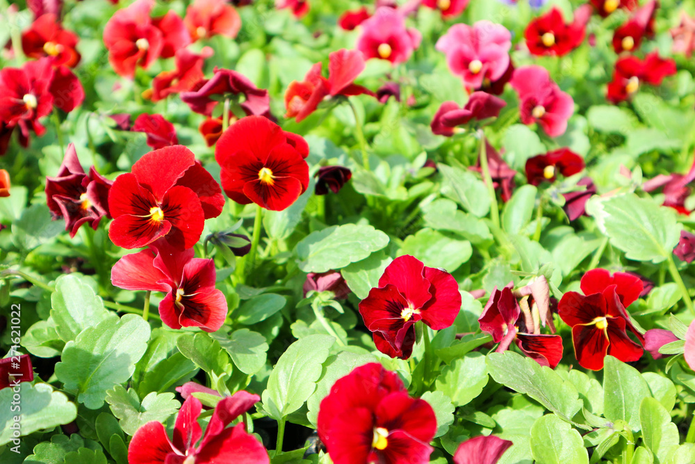 Beautiful bright red pansies in the garden closeup Beautiful bright red pansies in the garden closeup