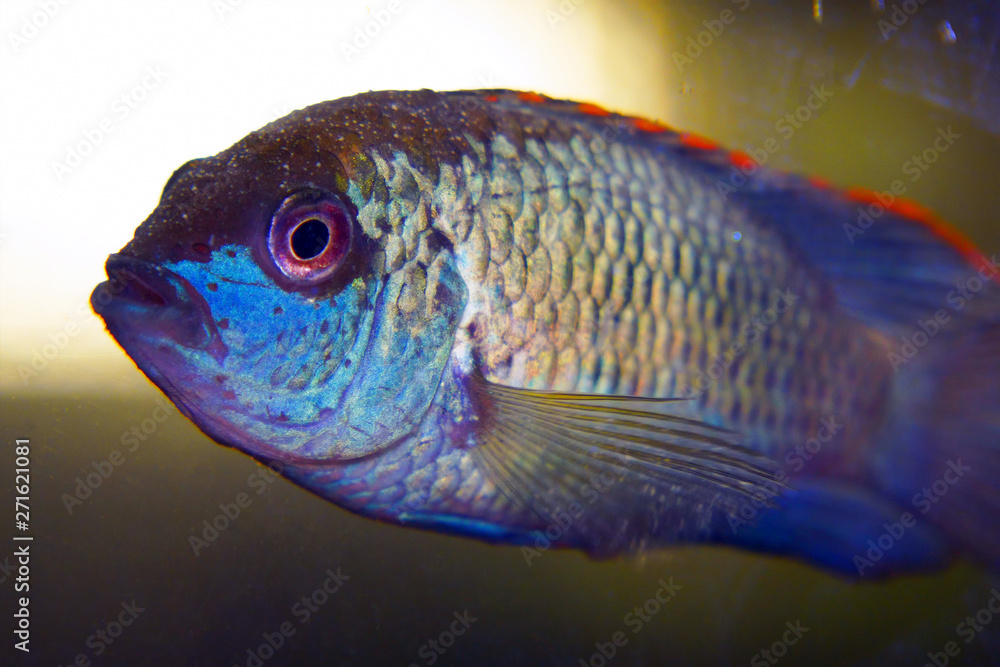 Portrait of a South American aquarium fish of the cichlid family called Laetacara curviceps Portrait of a South American aquarium fish of the cichlid family called Laetacara curviceps