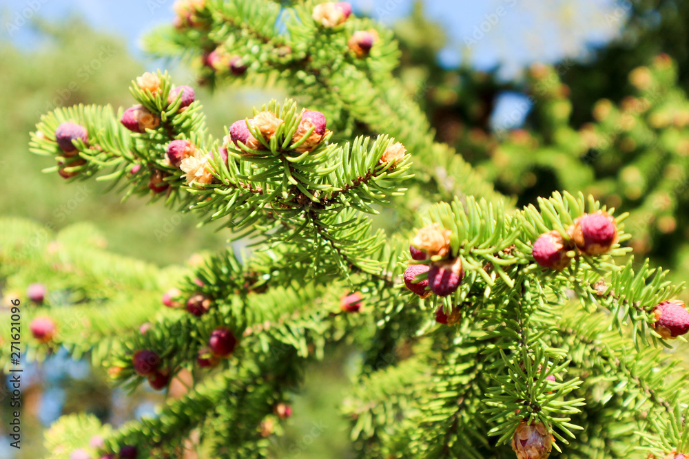 Green branch of a spruce tree with young cones closeup Green branch of a spruce tree with young cones closeup