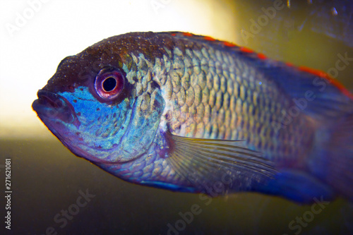 Portrait of a South American aquarium fish of the cichlid family called Laetacara curviceps