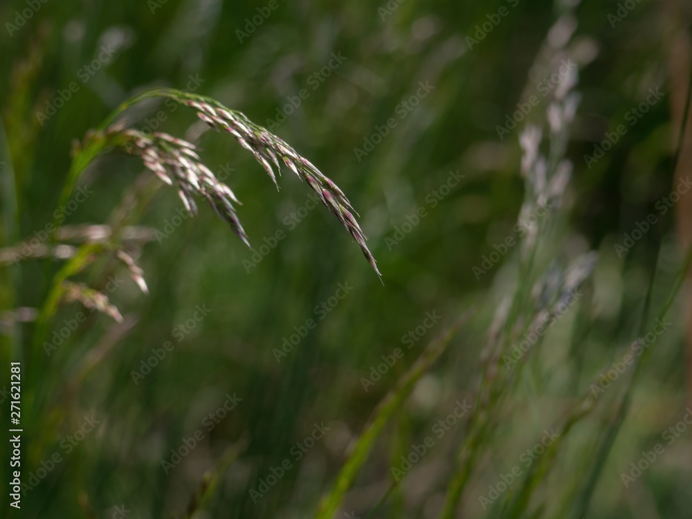 Grass Grass
