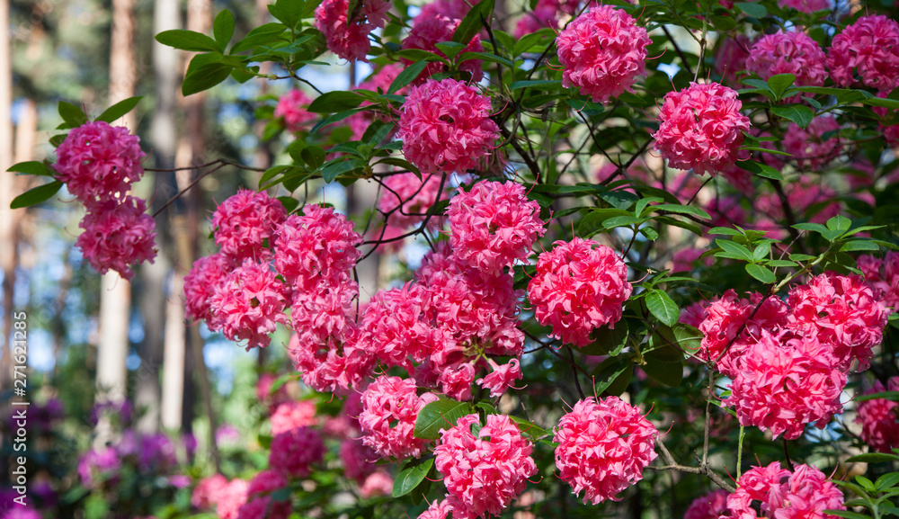 Purple rhododendron flower in the park outdoors Purple rhododendron flower in the park outdoors