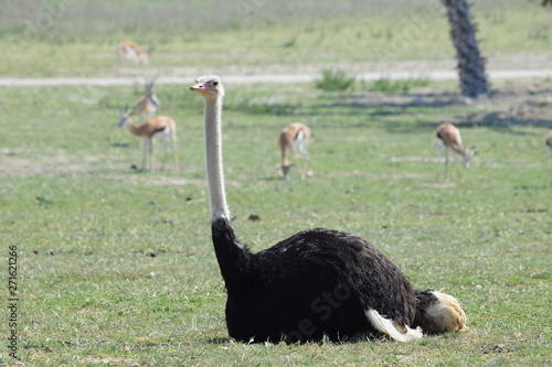 Big ostrich resting in a clearing in the Safari Park of France.