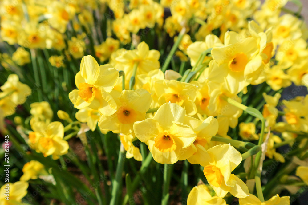 bright yellow spring daffodil (narcissus) flowers closeup bright yellow spring daffodil (narcissus) flowers closeup