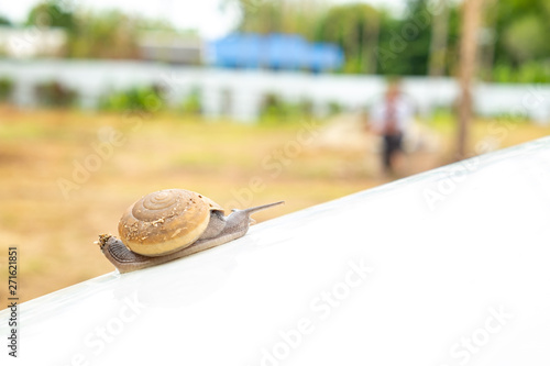 snail crawling slowly on white bonnet photo